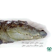 گونه کروکودیل پوزه کوتاه Mugger Crocodile